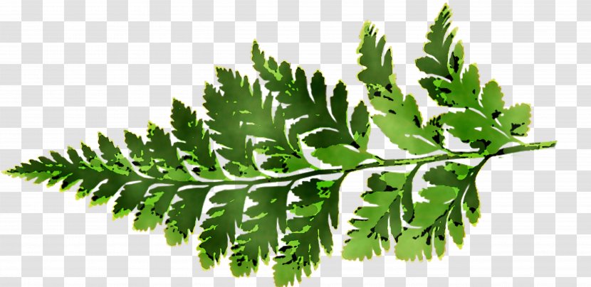 Fern Leaf Plant Stem Herbalism Tree - Flower Transparent PNG