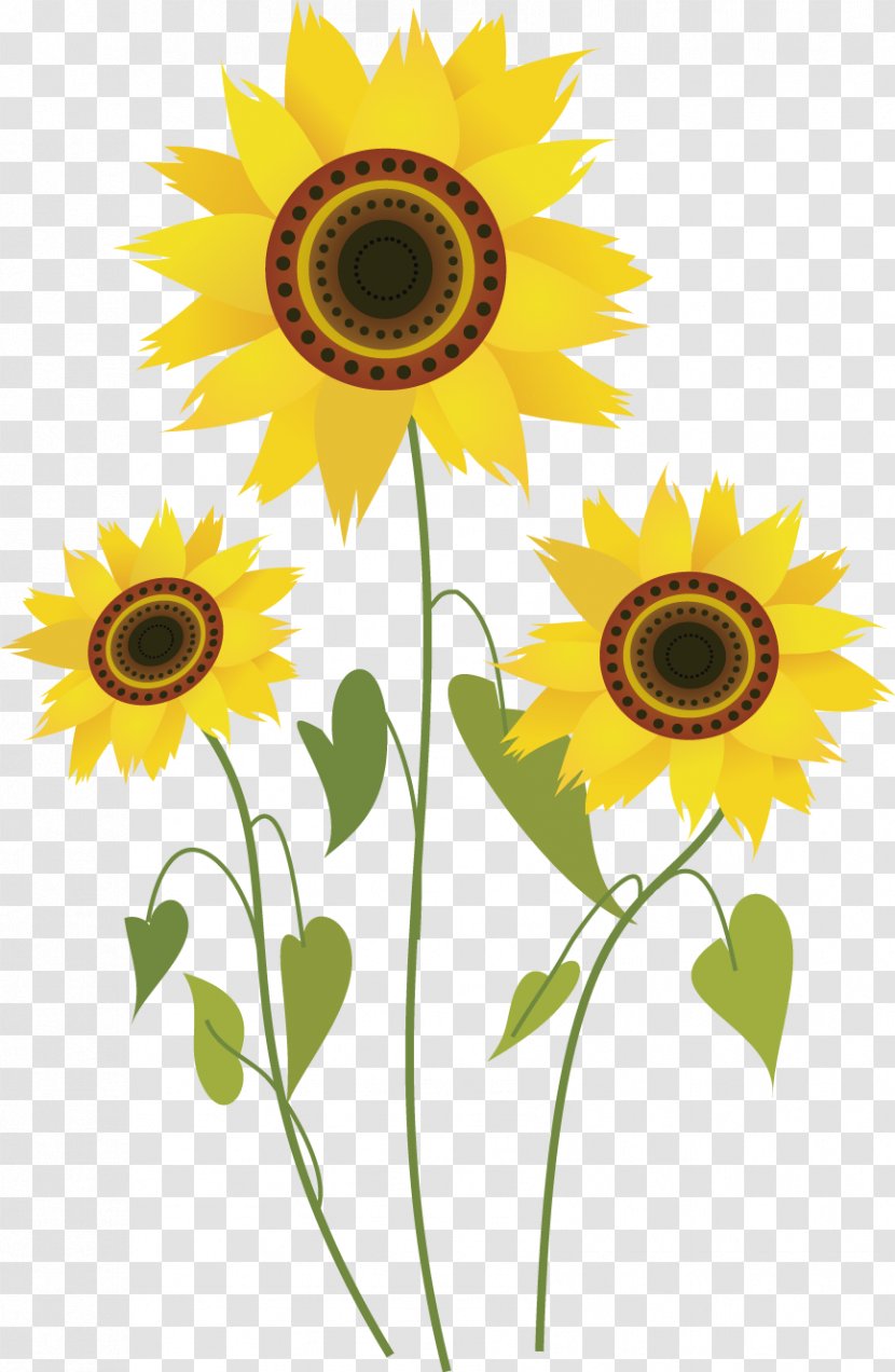 Common Sunflower Drawing Computer File - Flowering Plant - Cartoon Flowers Transparent PNG