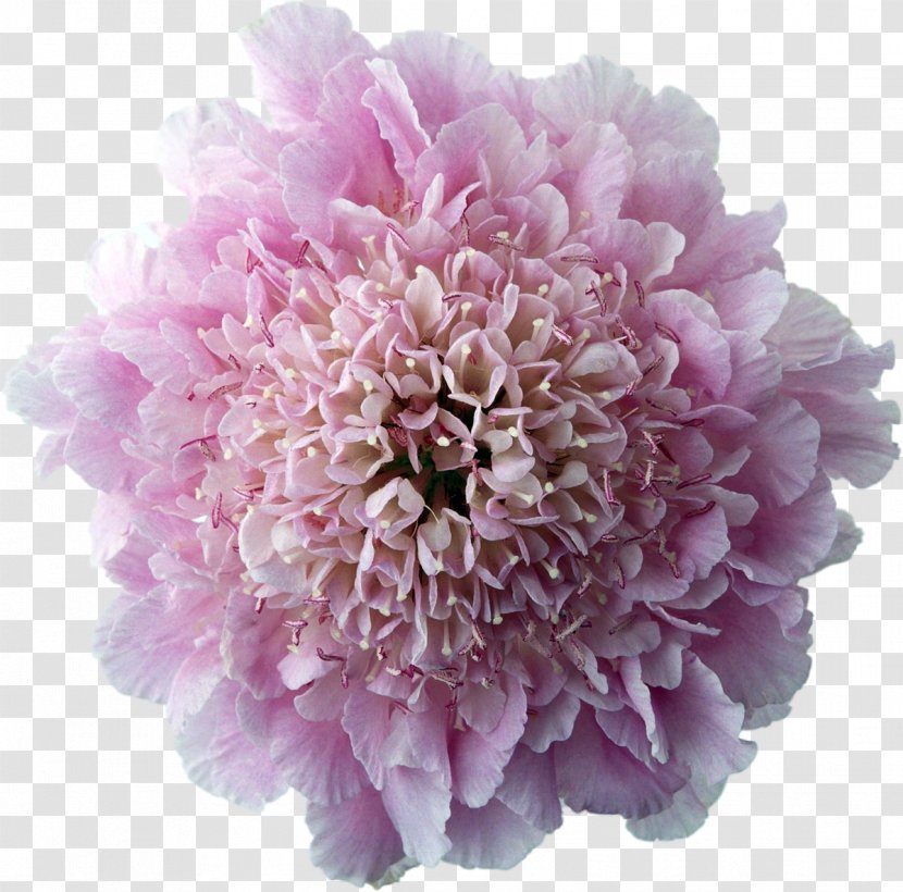 Flower Photography Desktop Wallpaper - Chrysanthemum Transparent PNG