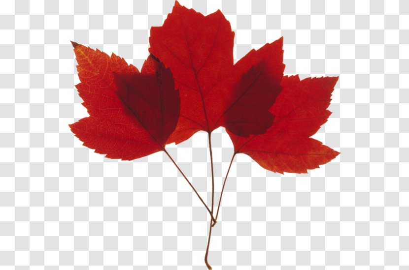 Red Maple Tree - Autumn - Plant Stem Soapberry Family Transparent PNG