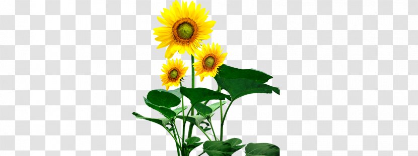 Common Sunflower Seed Download - Daisy Family Transparent PNG
