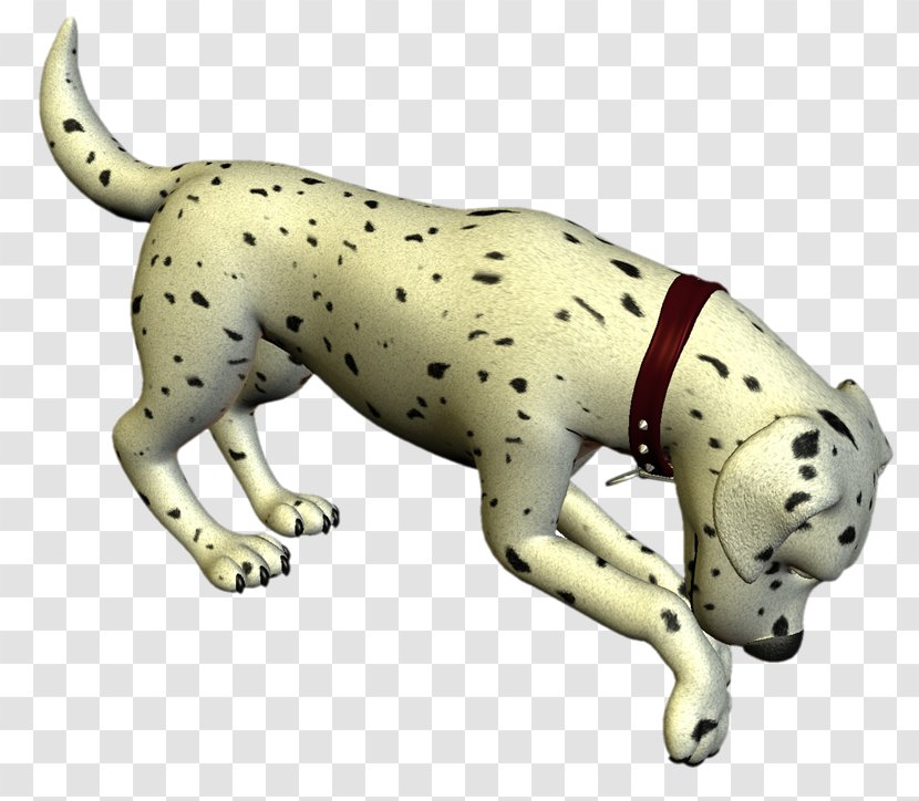 Dalmatian Dog Puppy Breed Non-sporting Group Cat - Snout - MASCOTAS Transparent PNG