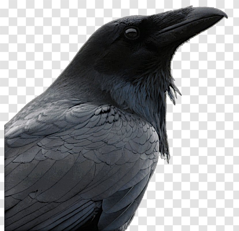 Bird American Crow Common Raven The Australian - Redtailed Hawk Transparent PNG