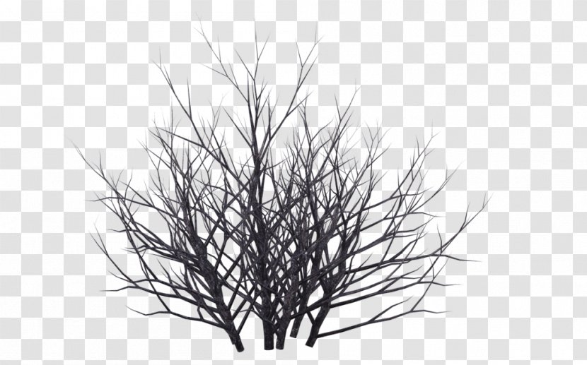 Shrub Winter Tree Drawing - Photography - Snow Transparent PNG