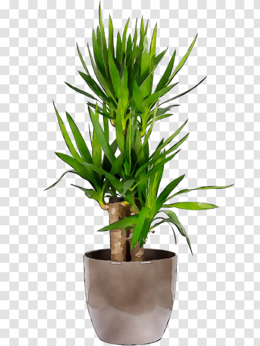 Areca Palm Chamaedorea Elegans Houseplant Plants Seifrizii - Trees - Bonsai Transparent PNG