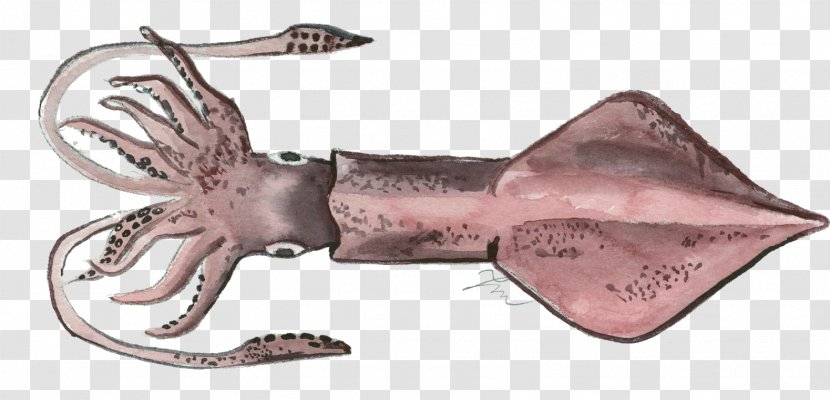European Squid Cephalopod Loligo Forbesii Invertebrate - Chiton - Pot Pattern Transparent PNG