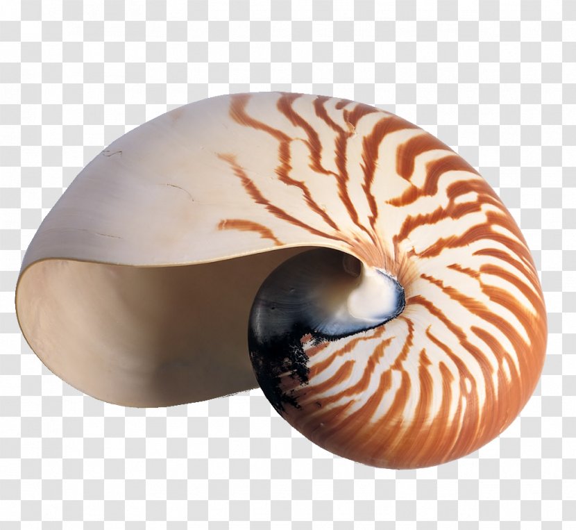 Savusavu Nadi Seashell Snail Accommodation - Marine Invertebrates - Texture Conch Transparent PNG
