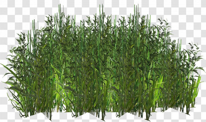 Herbaceous Plant Texture Mapping Digital Image - Grass - OT Transparent PNG