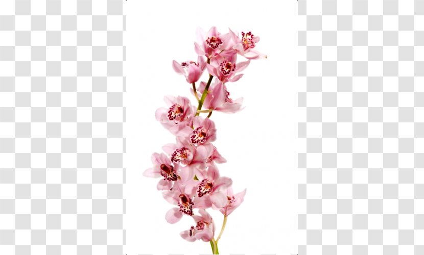 Moth Orchids Cherry Blossom Cut Flowers Plant Stem Transparent PNG