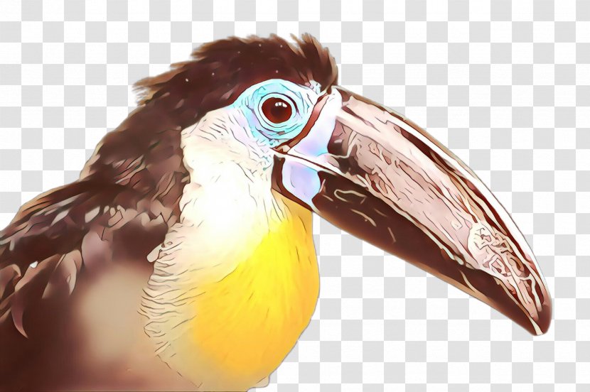 Bird Beak Toucan Piciformes Hornbill Transparent PNG