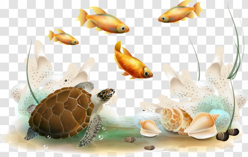 Desktop Wallpaper - Turtle - Tube Transparent PNG