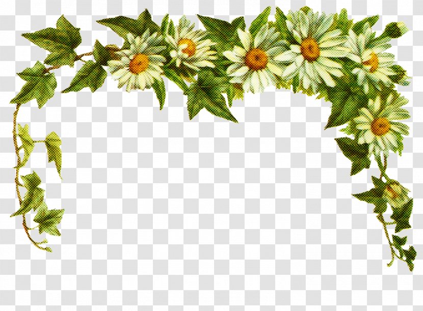 Common Daisy Flower Transparency GIF Sticker - Ivy Family Holly Transparent PNG