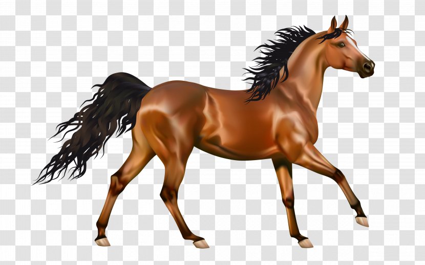 Mustang Pony Desktop Wallpaper Clip Art - Colt - Horse Race Transparent PNG