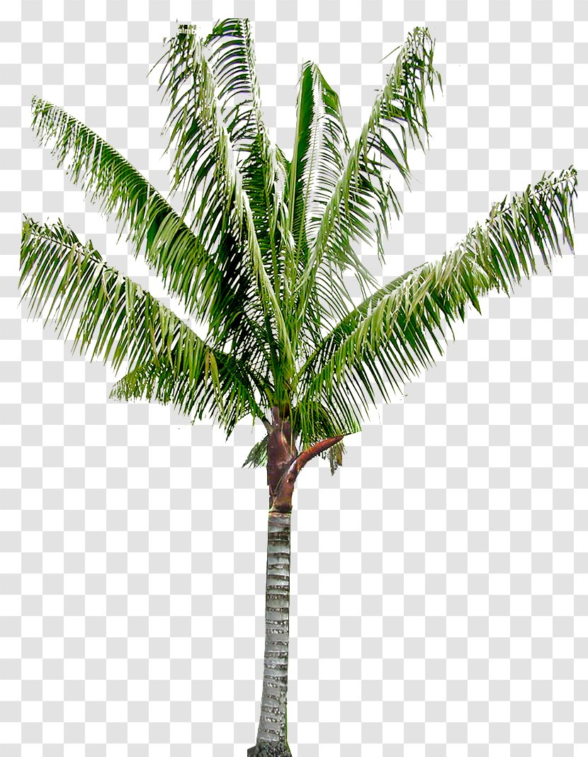 Babassu Arecaceae Coconut Oil Palms Asian Palmyra Palm - ต้นมะพร้าว Transparent PNG