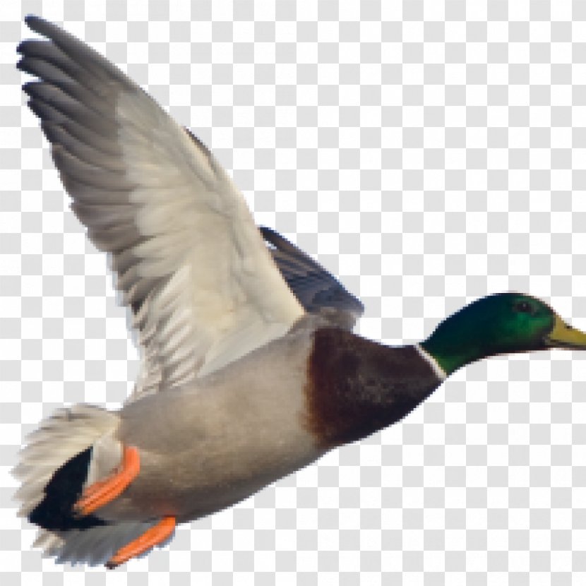 American Pekin Duck Mallard Goose Stock Photography - Ducks Geese And Swans Transparent PNG