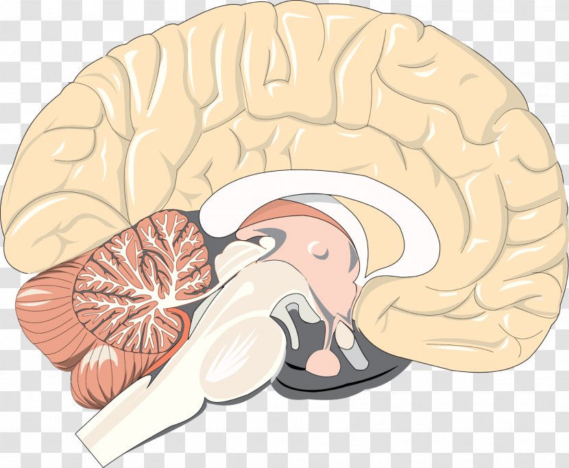 Brain Pineal Gland Microplastics Disease Research - Silhouette - Vector Human Transparent PNG