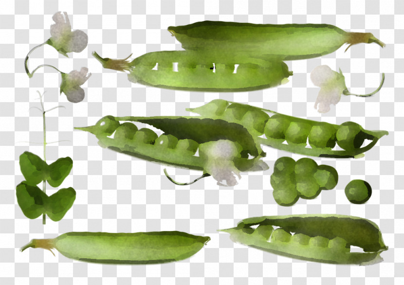 Legume Pea Snow Peas Snap Pea Plant Transparent PNG