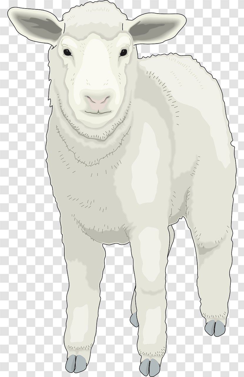 Sheep Clip Art - Livestock - Fluffy Little Transparent PNG