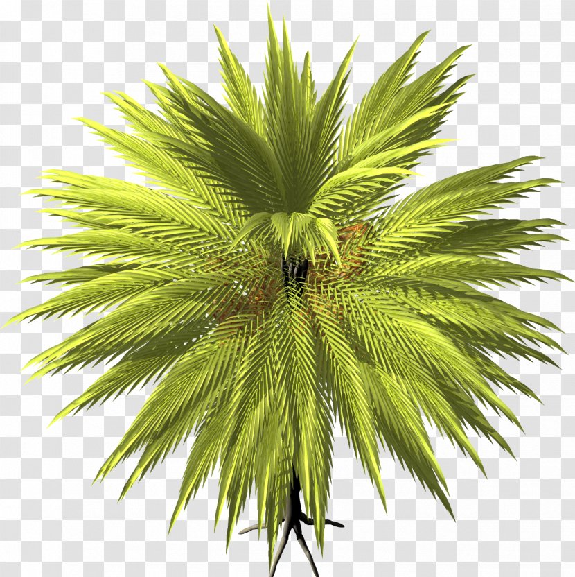 Arecaceae Date Palm Tree Asian Palmyra Transparent PNG