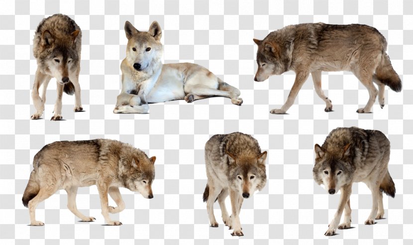 Gray Wolf Canadian Animals Photography White - Fur - Collection Transparent PNG