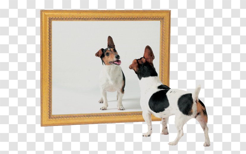 Dog Mirror Test Cat Image - Grooming Transparent PNG