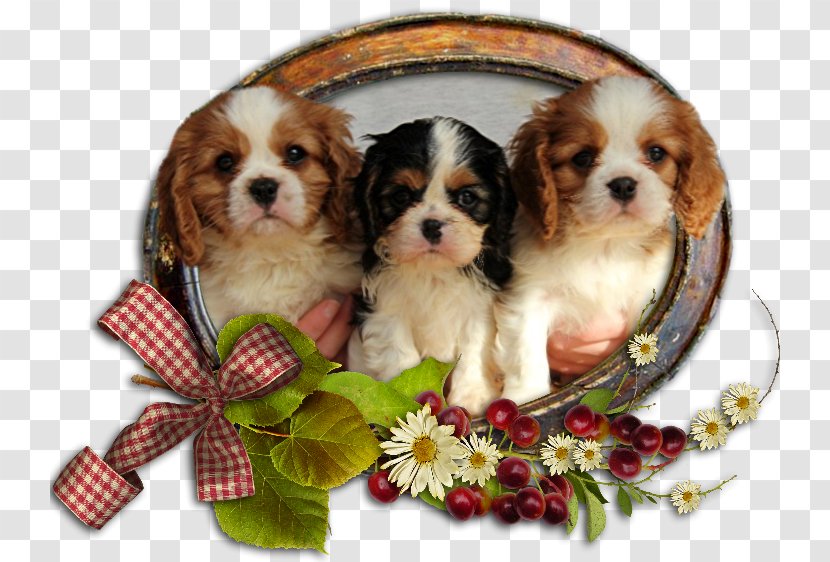 Cavalier King Charles Spaniel Cavachon Cavapoo Puppy Transparent PNG