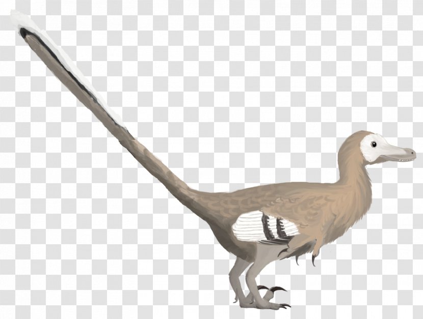 Velociraptor Bird Deinonychus Duck Dinosaur - Jurassic Park Transparent PNG
