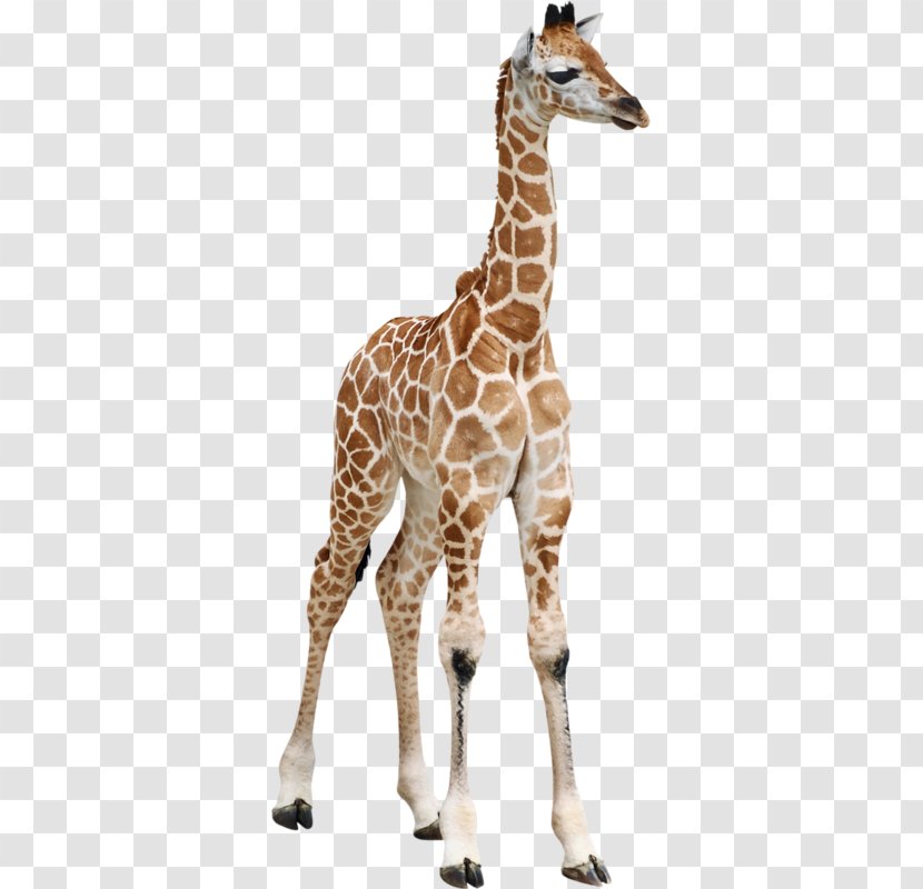 Reticulated Giraffe Calf Masai Baby Giraffes Okapi - Stockxchng - Wild Transparent PNG