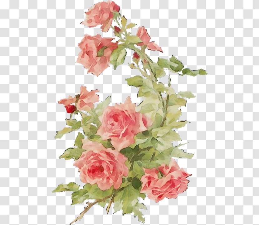 Garden Roses - Watercolor - Rose Family Petal Transparent PNG