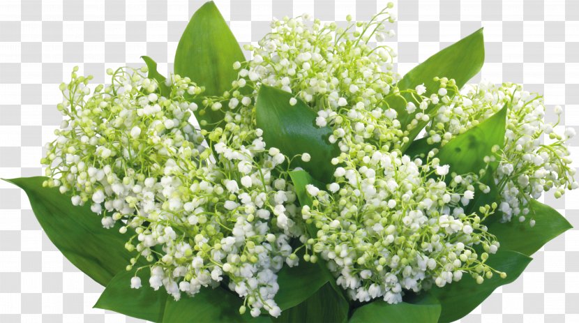 Lily Of The Valley Desktop Wallpaper Flower Theme - Plant Transparent PNG