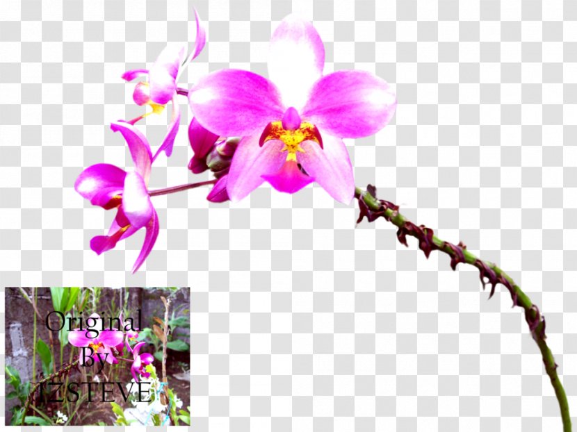 Phalaenopsis Equestris Cattleya Orchids Dendrobium Plant Stem - Purple - Orchid Leaves Transparent PNG