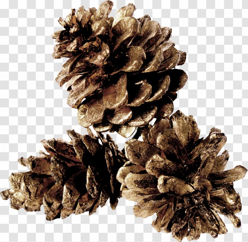 Pine Conifer Cone Table - Grey - Gray Cones Transparent PNG