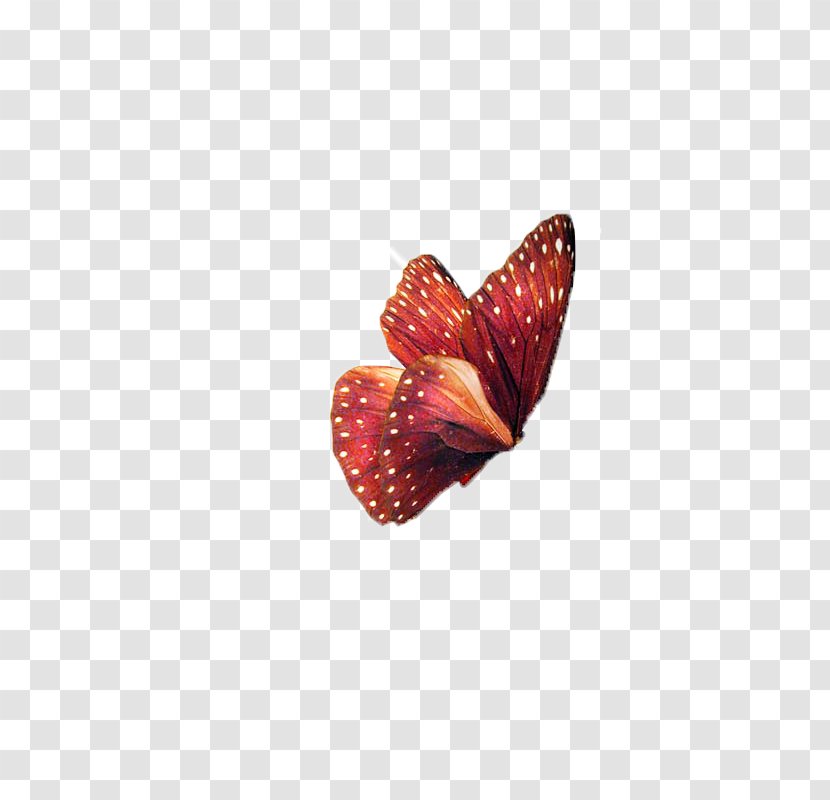 Butterfly Insect Clip Art - Strawberries - Butterfly,insect,specimen Transparent PNG