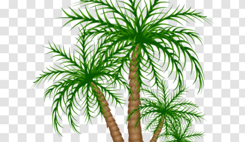 Asian Palmyra Palm Trees Date Vegetation Clip Art - Flower - Nut Vulture Transparent PNG