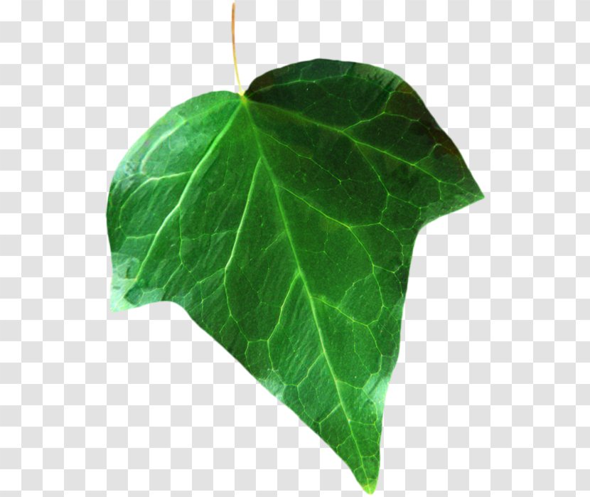 Plant Pathology Leaf Plants - Arum Family - Piper Auritum Transparent PNG