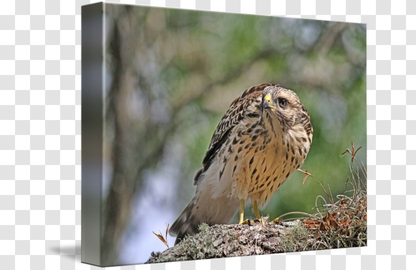 Hawk Owl Fauna Wildlife Common Buzzard Transparent PNG