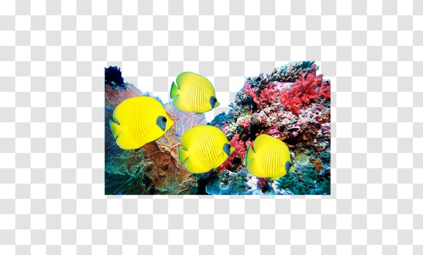 Coral Reef Television Set LED-backlit LCD Ocean - Art - Fish Transparent PNG