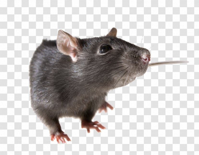 Brown Rat Mouse Rodent Black - Gerbil - Pic Transparent PNG