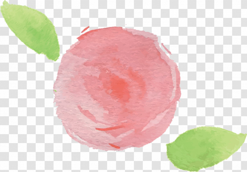 Pink Plant Fruit Flower Transparent PNG