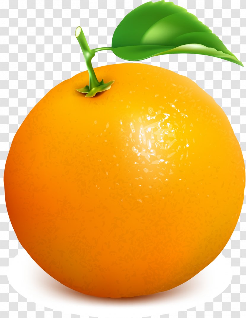 Clementine Juice Mandarin Orange Tangelo Grapefruit - Bitter - Concise Transparent PNG