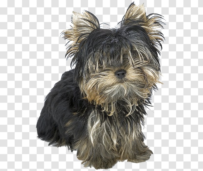 Yorkshire Terrier Australian Silky Yorkipoo Morkie Puppy - Dog Breed Group Transparent PNG