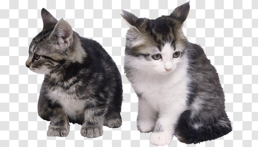 Persian Cat British Shorthair Himalayan Siamese Kitten - Colorpoint Transparent PNG
