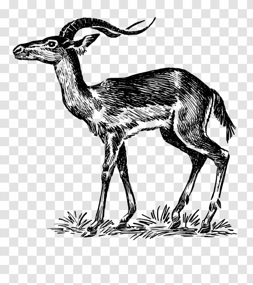 Chevrolet Impala Antelope Drawing Animal - Musk Deer - Mahavir Jayanti Transparent PNG