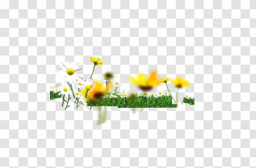 Chrysanthemum Indicum Green Floral Design - Search Engine - Small Grass, Flowers, Wild Chrysanthemum, Transparent PNG