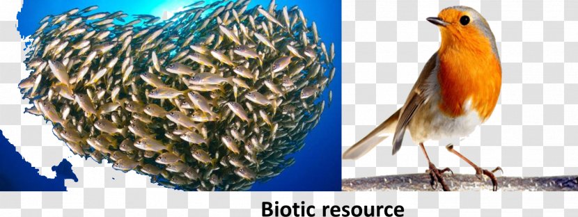Stock Photography Fish Shoaling And Schooling Transparent PNG