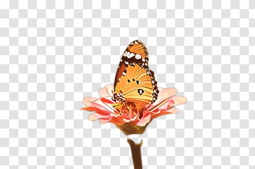 Monarch Butterfly - Cartoon - Brushfooted Pollinator Transparent PNG