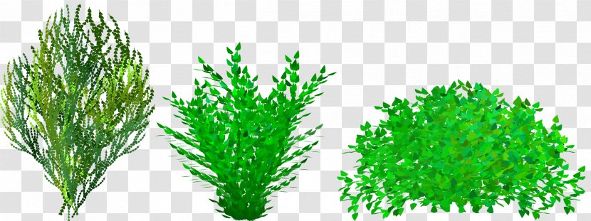 Shrub Free Content Website Clip Art - Commodity - Shrubbery Cliparts Transparent PNG