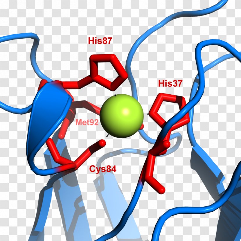Plastocyanin Cytochrome B6f Complex Photosystem I P700 - Artwork - Binding Transparent PNG
