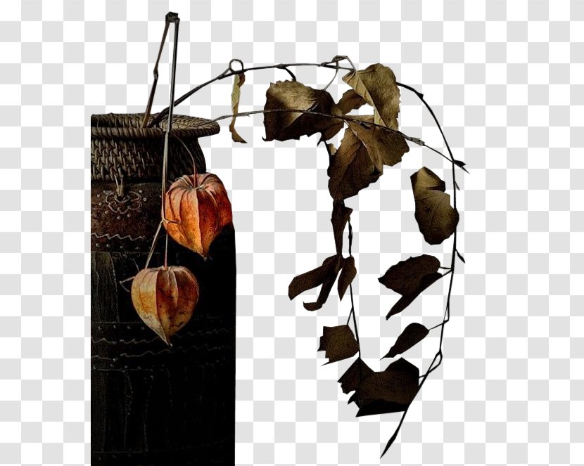 Peruvian Groundcherry Chinese Lantern Lossless Compression - Data Transparent PNG