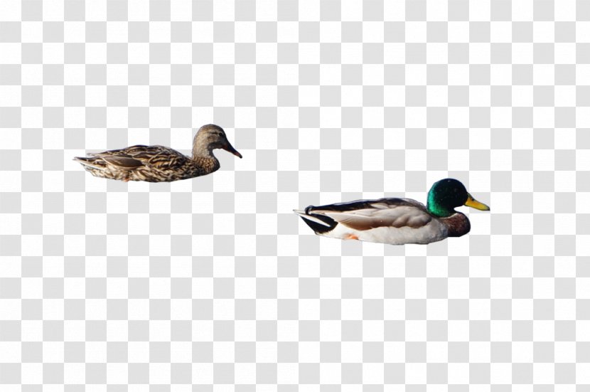 Duck Mallard Cygnini Goose Anatidae - Oregon Ducks Transparent PNG